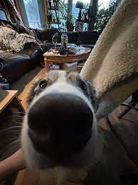 dogCool